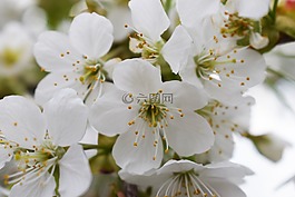 春,櫻桃,鮮花