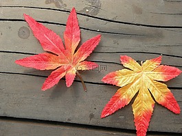 秋天的樹(shù)葉,秋季,樹(shù)葉