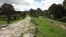 公路大同協會,景觀,橡樹