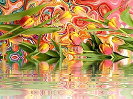郁金香,性質(zhì),花園