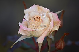 玫瑰,花卉,粉紅色的玫瑰