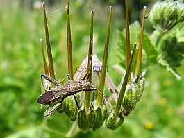 昆蟲,天線,bug