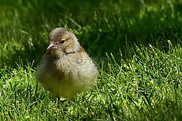 動物,鳥,燕雀