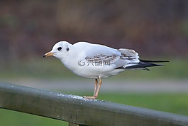 海鷗,鳥,性質(zhì)