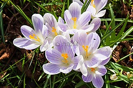 番紅花,花,春