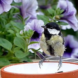 動物,鳥,山雀