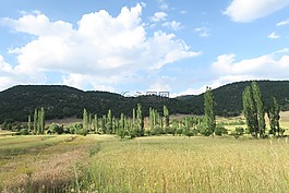 附件,小麥,森林