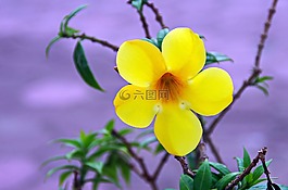花,黄色,热带花卉