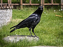 烏鴉,鳥,黑色