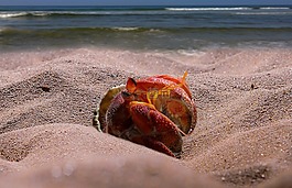 癌癥,海,海灘