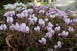 春,春天的花朵,生活