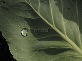 露珠,露水,熱帶地區(qū)