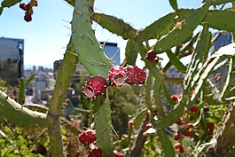 仙人掌,花,沙漠