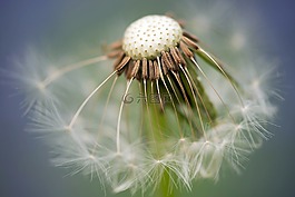 普通的蒲公英,蒲公英,蒲公英教派