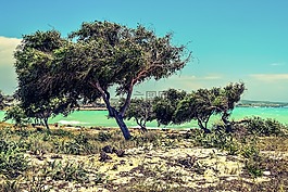 樹,沙丘,海邊
