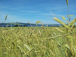 建筑,稻草,糧食