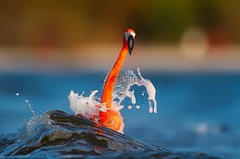 火烈鳥(niǎo),啟動(dòng)畫(huà)面,湖
