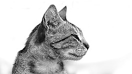 貓,黑色白色,動物