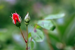 玫瑰,芽,紅色