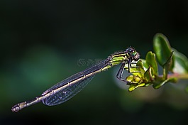 蜻蜓,池塘,昆蟲