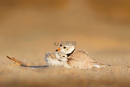 鳥,小雞,母親