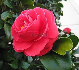 茶花,鮮花,葉