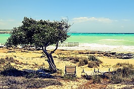 樹,沙丘,海邊