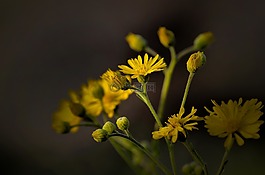 花,自然,植物區(qū)系