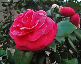 茶花,鮮花,葉