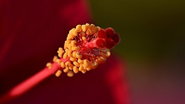 鮮花,紅色,微