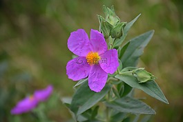 前景色,花,野生動植物群