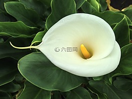 馬蹄蓮,臺北,臺灣