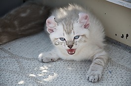 貓,小貓,貓科動物