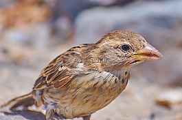 動(dòng)物世界,鳥(niǎo),性質(zhì)