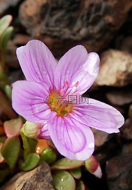 花,特寫(xiě),自然