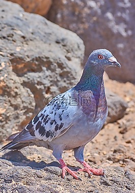 鴿子,性質(zhì),動(dòng)物