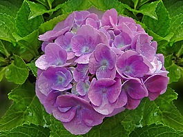 八仙花,夏季,開花