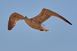鳥,性質,動物世界
