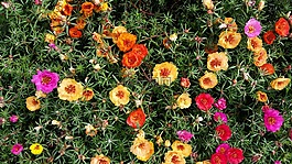 春,鮮花,顏色