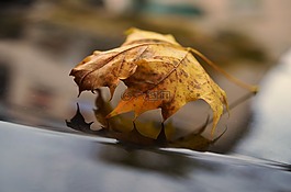 葉子,秋季,秋葉