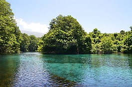 樹,自然,水