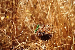 蚱蜢,性質(zhì),場