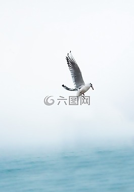 海鷗,吃,翼