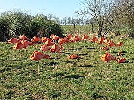 鵜,鳥,動物園