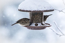冬天,雪,寒冬
