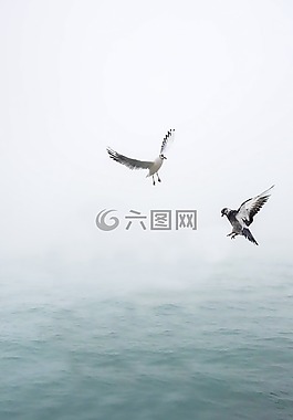 海鷗,鴿子,翼