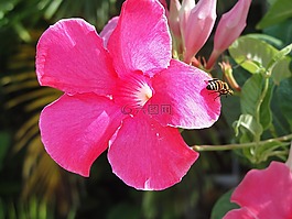 花,春,性質(zhì)