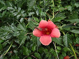 花,粉色,粉紅色的花