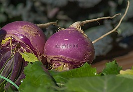 蘿卜,蔬菜,湯