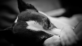 狗,睡眠,甜